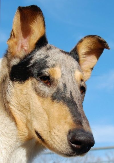 Kurzhaarcollie Phantom of Scotland Falcon Lennier hat eine eigene Hp