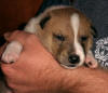 Tracy mit drei Wochen